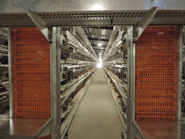 層疊式蛋雞籠養(yǎng)養(yǎng)雞設(shè)備